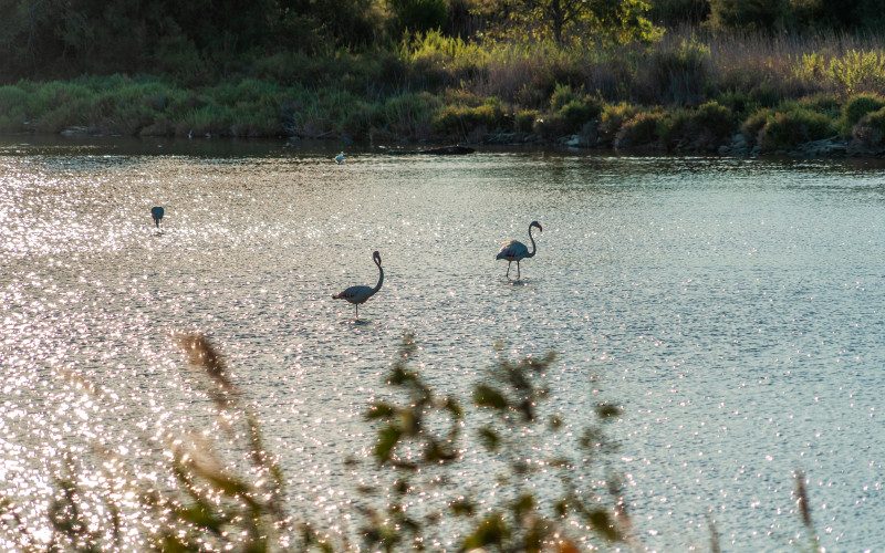 Flore et faune Camarguaise (crédit @Osvaldo Mussi)