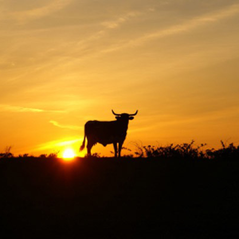 Taureau couché de soleil